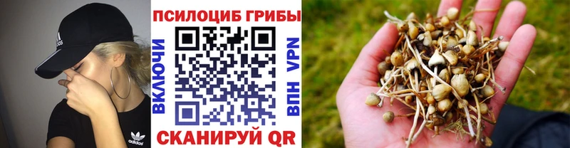 Купить  Старица  Псилоцибиновые грибы Psilocybine cubensis 