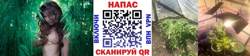 Шишки марихуана AK-47 Старица